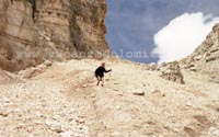 Discesa lungo il ghiaione tra la Forcella Val
		d'Arcia e il Rifugio Venezia, Monte Pelmo, Dolomiti