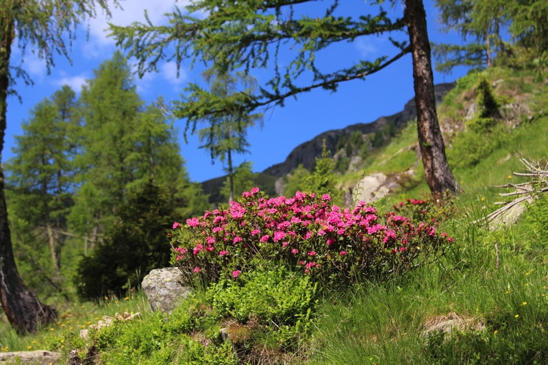 Rododendro.